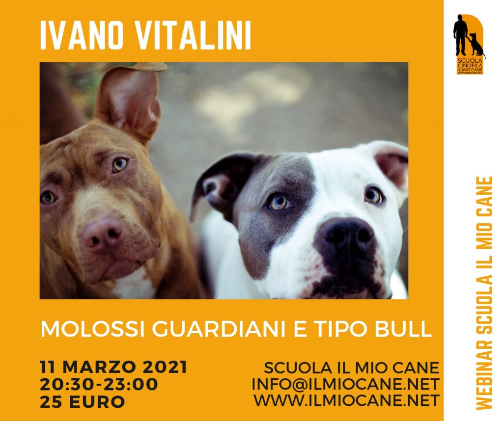 Webinar 11 Marzo 2021 - Molossi guardiani e tipo pitbull con Ivano Vitalini